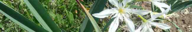 Lilium pancratium, Cap Corse